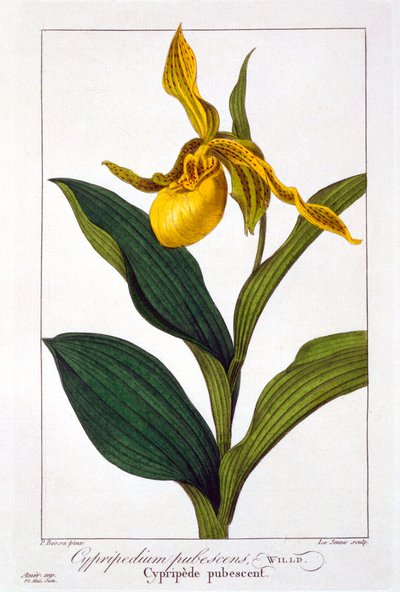 Cypripedium, 1836 by Pancrace Bessa